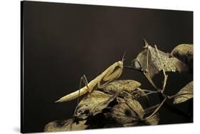 Mantis Religiosa (Praying Mantis) - Larva-Paul Starosta-Stretched Canvas