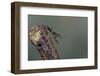 Mantis Religiosa (Praying Mantis) - Larva-Paul Starosta-Framed Photographic Print