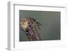 Mantis Religiosa (Praying Mantis) - Larva-Paul Starosta-Framed Photographic Print