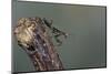 Mantis Religiosa (Praying Mantis) - Larva-Paul Starosta-Mounted Photographic Print