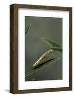 Mantis Religiosa (Praying Mantis) - Larva-Paul Starosta-Framed Photographic Print