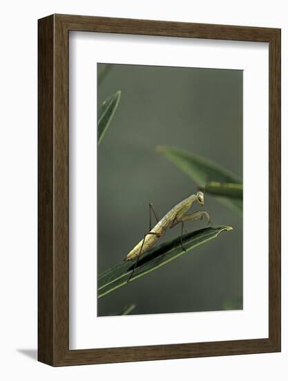 Mantis Religiosa (Praying Mantis) - Larva-Paul Starosta-Framed Photographic Print