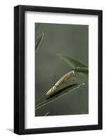 Mantis Religiosa (Praying Mantis) - Larva-Paul Starosta-Framed Photographic Print