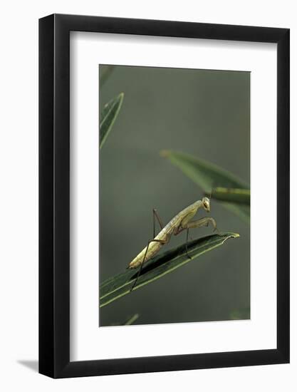 Mantis Religiosa (Praying Mantis) - Larva-Paul Starosta-Framed Photographic Print