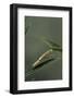 Mantis Religiosa (Praying Mantis) - Larva-Paul Starosta-Framed Photographic Print