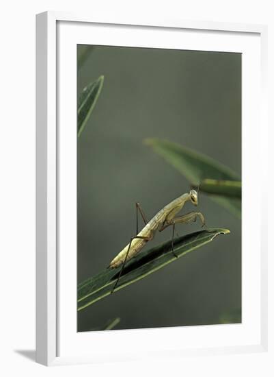 Mantis Religiosa (Praying Mantis) - Larva-Paul Starosta-Framed Photographic Print