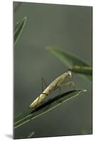 Mantis Religiosa (Praying Mantis) - Larva-Paul Starosta-Mounted Photographic Print