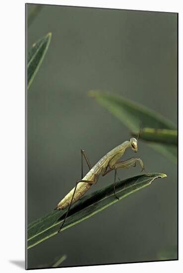 Mantis Religiosa (Praying Mantis) - Larva-Paul Starosta-Mounted Photographic Print