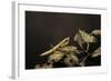 Mantis Religiosa (Praying Mantis) - Larva-Paul Starosta-Framed Photographic Print