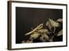 Mantis Religiosa (Praying Mantis) - Larva-Paul Starosta-Framed Photographic Print