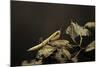 Mantis Religiosa (Praying Mantis) - Larva-Paul Starosta-Mounted Photographic Print