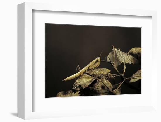 Mantis Religiosa (Praying Mantis) - Larva-Paul Starosta-Framed Photographic Print