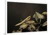 Mantis Religiosa (Praying Mantis) - Larva-Paul Starosta-Framed Photographic Print