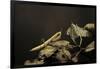 Mantis Religiosa (Praying Mantis) - Larva-Paul Starosta-Framed Photographic Print