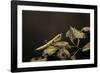 Mantis Religiosa (Praying Mantis) - Larva-Paul Starosta-Framed Photographic Print