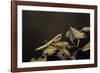 Mantis Religiosa (Praying Mantis) - Larva-Paul Starosta-Framed Photographic Print