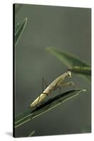 Mantis Religiosa (Praying Mantis) - Larva-Paul Starosta-Stretched Canvas