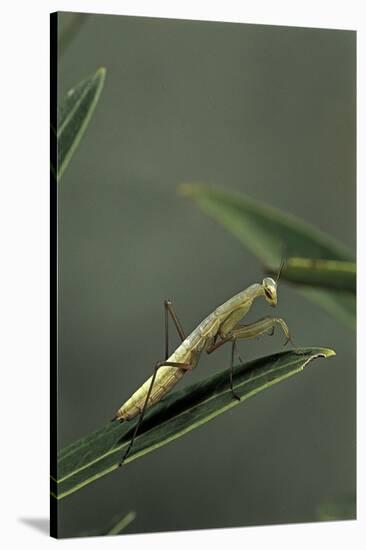 Mantis Religiosa (Praying Mantis) - Larva-Paul Starosta-Stretched Canvas