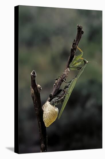 Mantis Religiosa (Praying Mantis) - Laying-Paul Starosta-Stretched Canvas