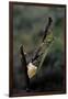 Mantis Religiosa (Praying Mantis) - Laying-Paul Starosta-Framed Premium Photographic Print