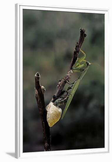 Mantis Religiosa (Praying Mantis) - Laying-Paul Starosta-Framed Premium Photographic Print