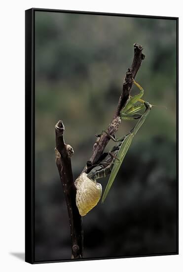 Mantis Religiosa (Praying Mantis) - Laying-Paul Starosta-Framed Stretched Canvas