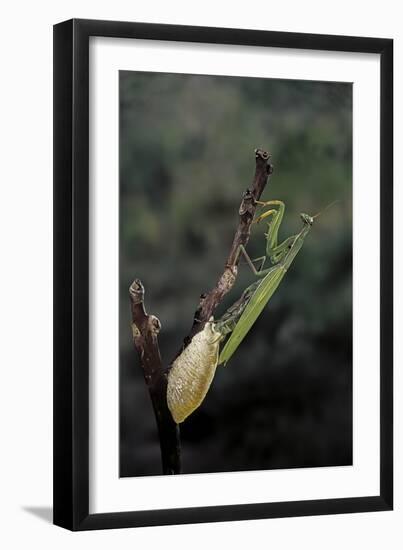 Mantis Religiosa (Praying Mantis) - Laying-Paul Starosta-Framed Premium Photographic Print