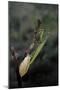 Mantis Religiosa (Praying Mantis) - Laying-Paul Starosta-Mounted Premium Photographic Print