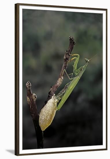 Mantis Religiosa (Praying Mantis) - Laying-Paul Starosta-Framed Premium Photographic Print