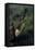 Mantis Religiosa (Praying Mantis) - Laying-Paul Starosta-Framed Stretched Canvas