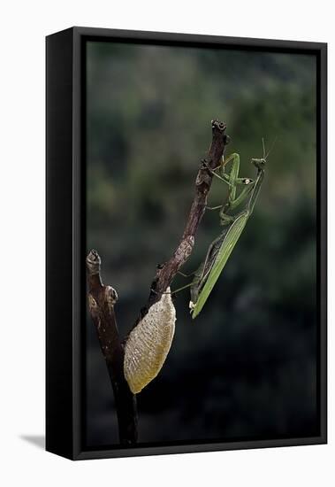 Mantis Religiosa (Praying Mantis) - Laying-Paul Starosta-Framed Stretched Canvas