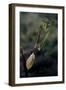 Mantis Religiosa (Praying Mantis) - Laying-Paul Starosta-Framed Premium Photographic Print