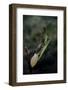 Mantis Religiosa (Praying Mantis) - Laying-Paul Starosta-Framed Photographic Print