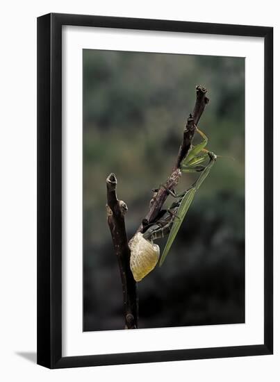 Mantis Religiosa (Praying Mantis) - Laying-Paul Starosta-Framed Photographic Print