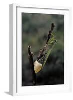 Mantis Religiosa (Praying Mantis) - Laying-Paul Starosta-Framed Photographic Print