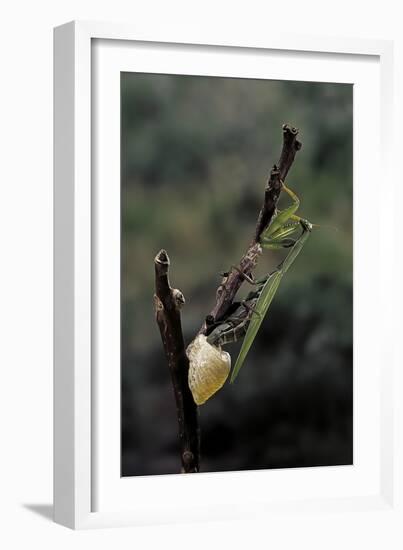 Mantis Religiosa (Praying Mantis) - Laying-Paul Starosta-Framed Photographic Print