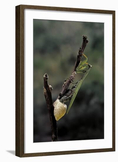 Mantis Religiosa (Praying Mantis) - Laying-Paul Starosta-Framed Photographic Print