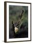 Mantis Religiosa (Praying Mantis) - Laying-Paul Starosta-Framed Photographic Print