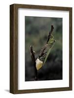 Mantis Religiosa (Praying Mantis) - Laying-Paul Starosta-Framed Photographic Print