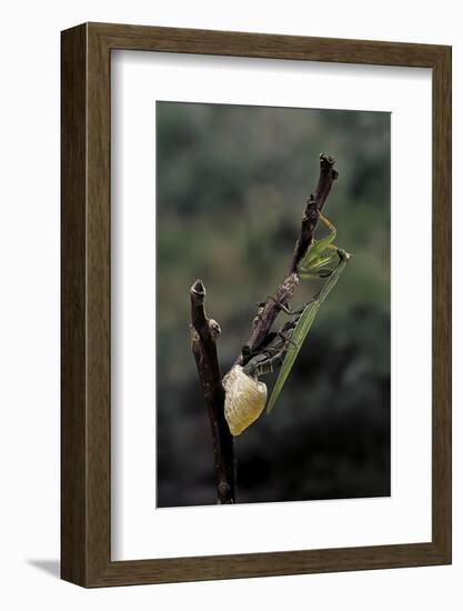 Mantis Religiosa (Praying Mantis) - Laying-Paul Starosta-Framed Photographic Print