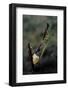 Mantis Religiosa (Praying Mantis) - Laying-Paul Starosta-Framed Photographic Print