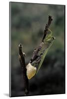 Mantis Religiosa (Praying Mantis) - Laying-Paul Starosta-Mounted Photographic Print