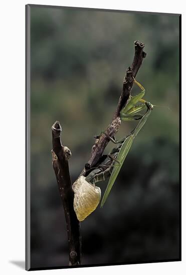 Mantis Religiosa (Praying Mantis) - Laying-Paul Starosta-Mounted Photographic Print