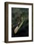 Mantis Religiosa (Praying Mantis) - Laying-Paul Starosta-Framed Photographic Print