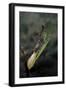 Mantis Religiosa (Praying Mantis) - Laying-Paul Starosta-Framed Photographic Print