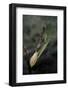 Mantis Religiosa (Praying Mantis) - Laying-Paul Starosta-Framed Photographic Print