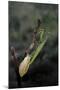 Mantis Religiosa (Praying Mantis) - Laying-Paul Starosta-Mounted Photographic Print