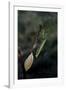 Mantis Religiosa (Praying Mantis) - Laying-Paul Starosta-Framed Photographic Print