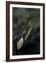 Mantis Religiosa (Praying Mantis) - Laying-Paul Starosta-Framed Photographic Print