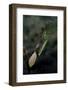 Mantis Religiosa (Praying Mantis) - Laying-Paul Starosta-Framed Photographic Print